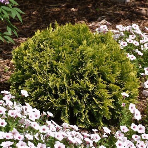 The Elegance of Anna's Magic Ball Arborvitae: Adding Grace to Your Outdoors